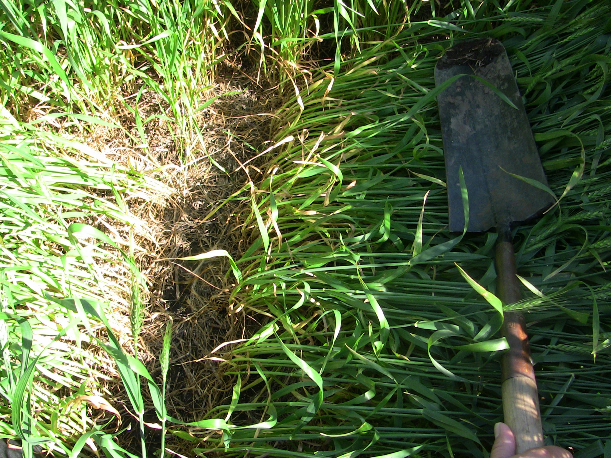 Wheat residue without prior cover crop.