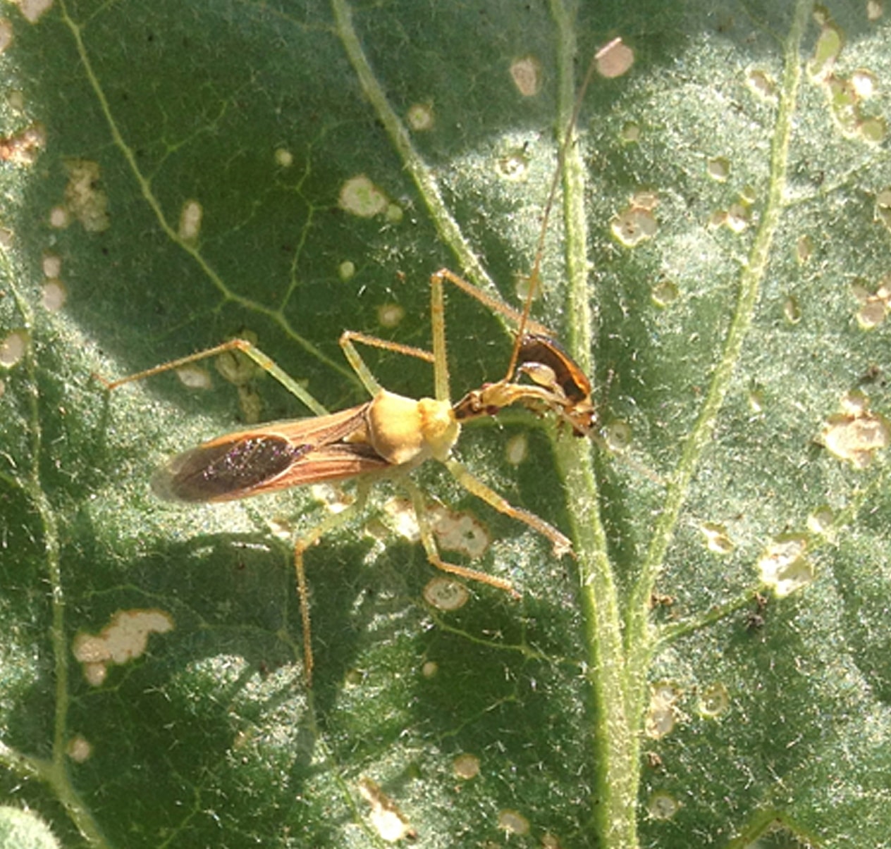 assassin bug