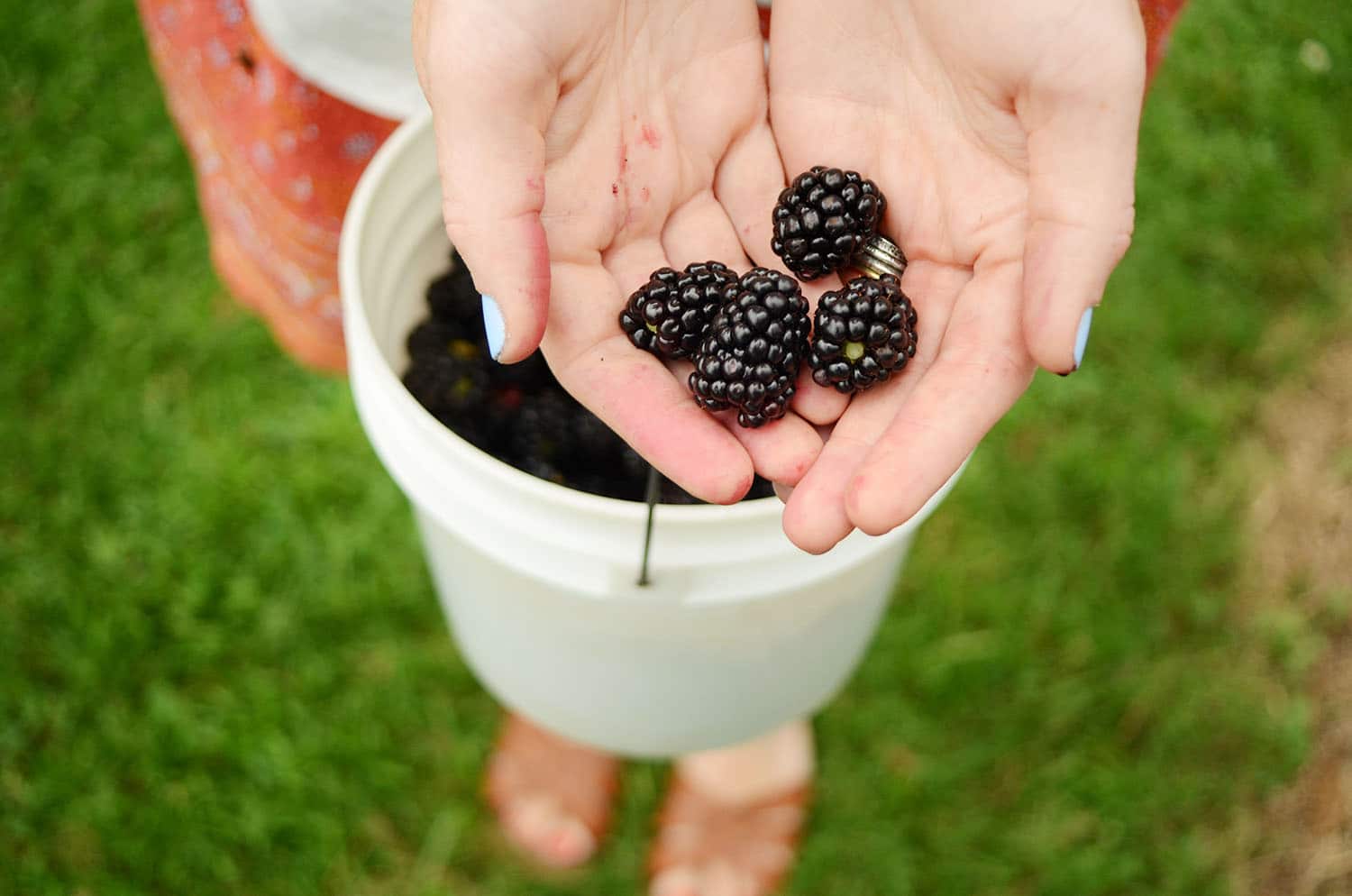 blackberries in hands