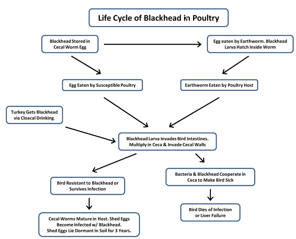 Blackhead life cycle