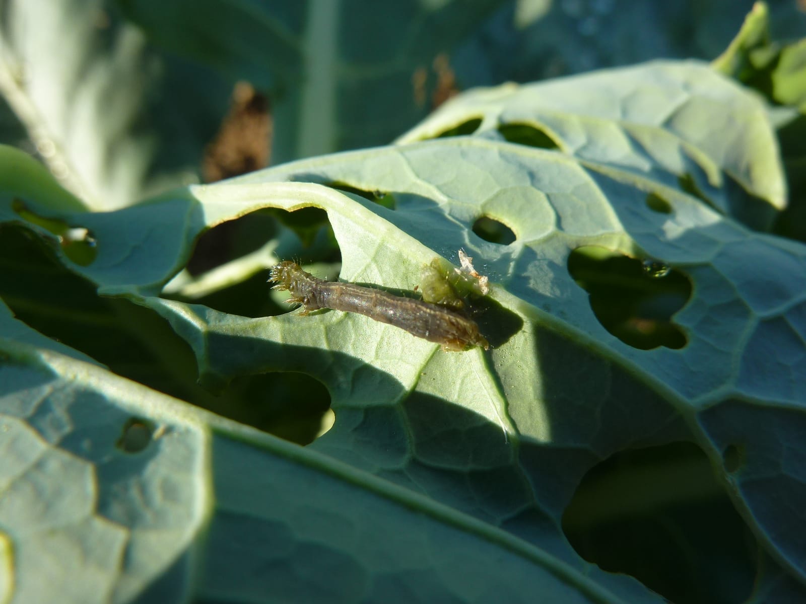 Infestation of cabbage loopers