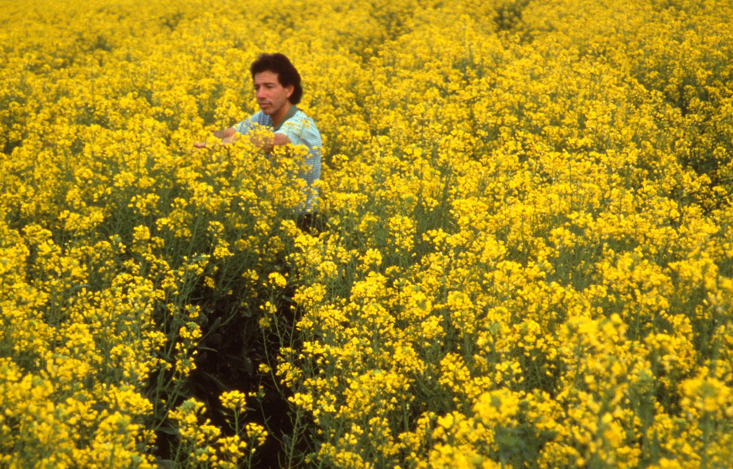 Field of canola