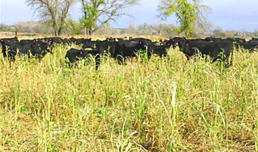 Cattle grazing the cover crop cocktail in October 2007