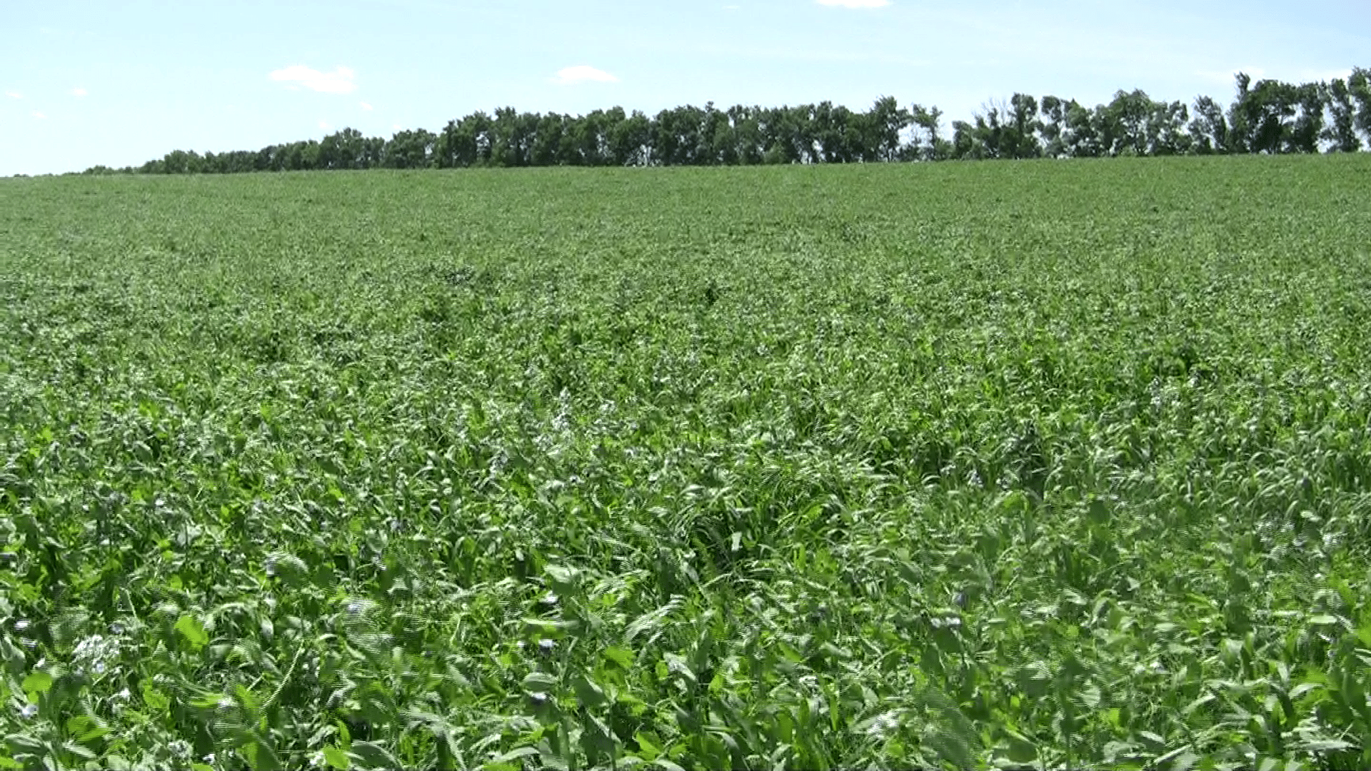 Cool-season forage cover-crop mixture