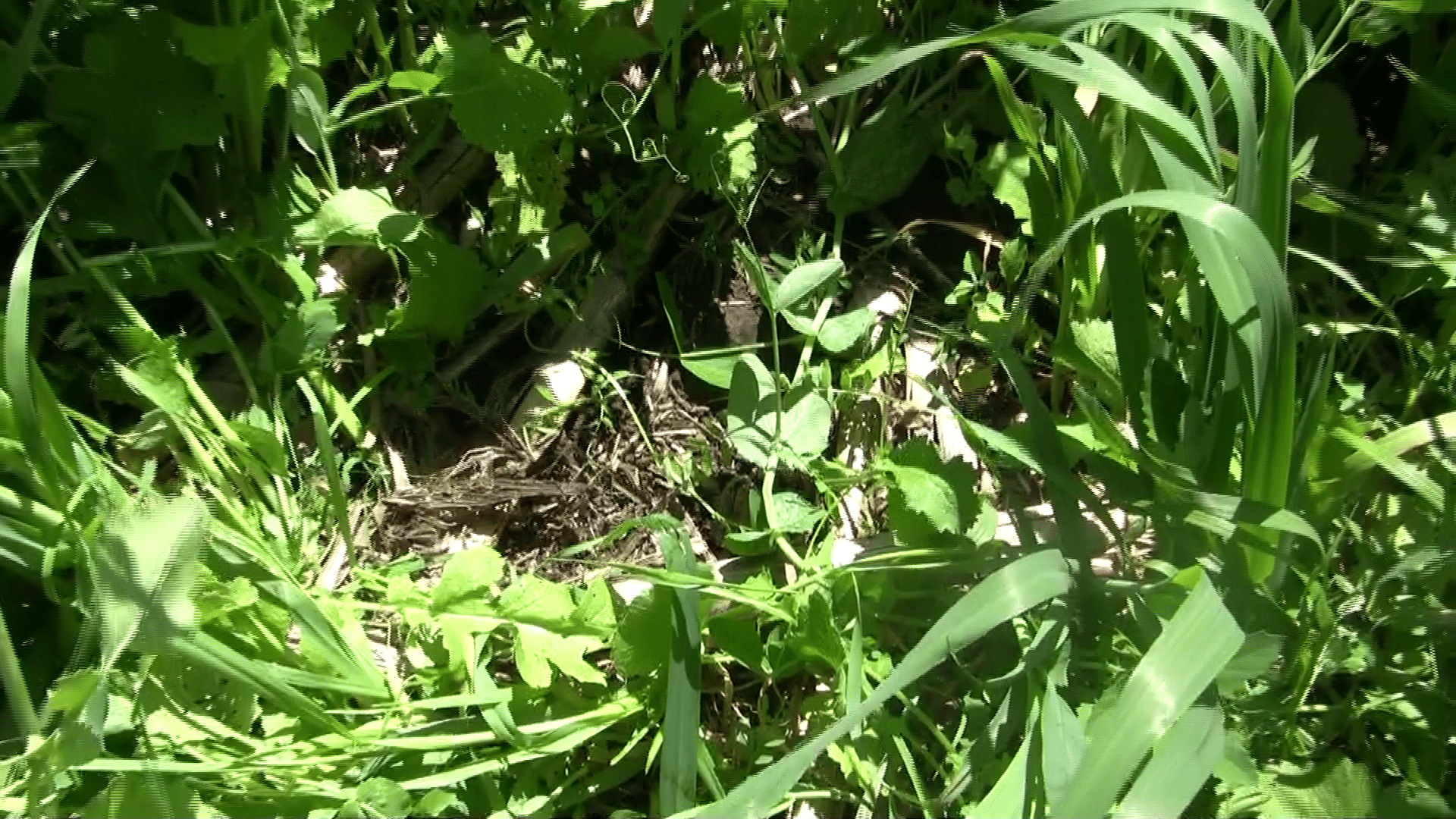 Corn residue from the previous year in the cool-season forage cover crop mixture
