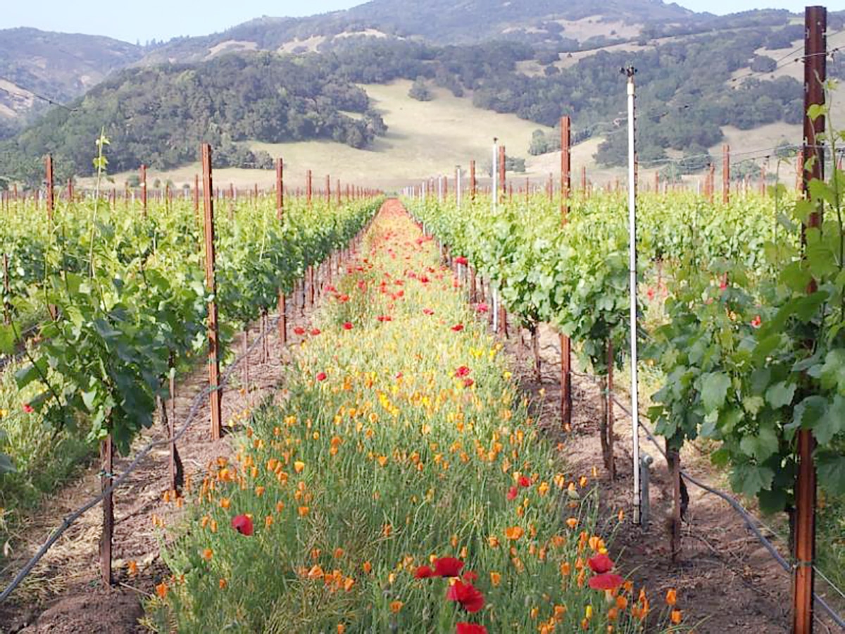 flowering cover crop