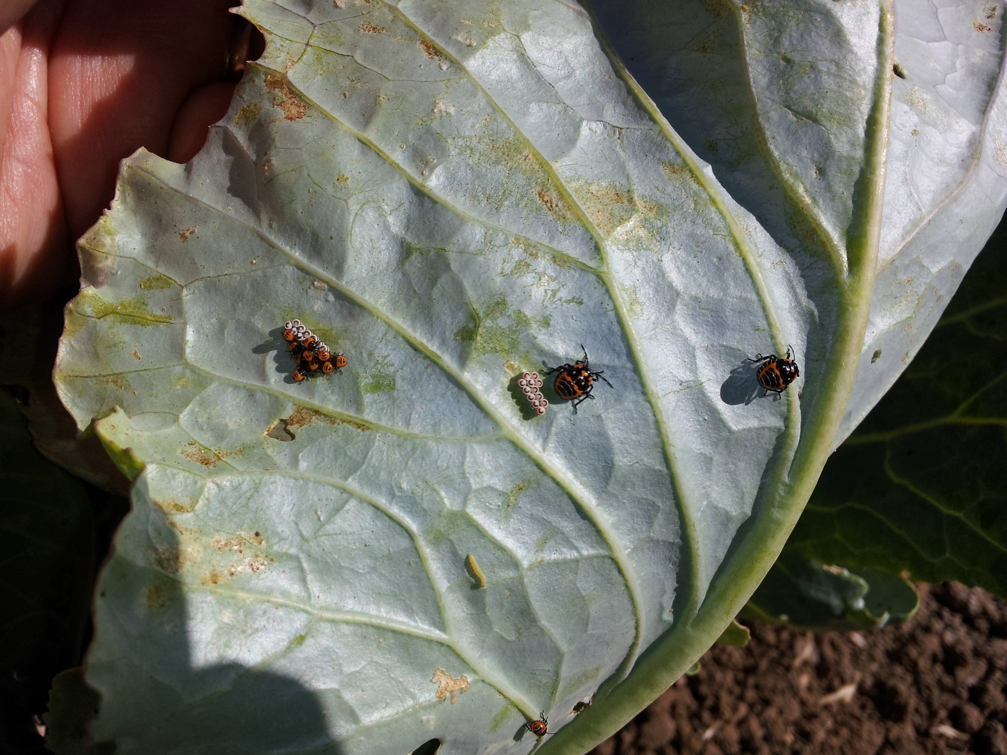 Harlequin stink bug egg masses, first instar hatchlings and 4th instar nymphs.