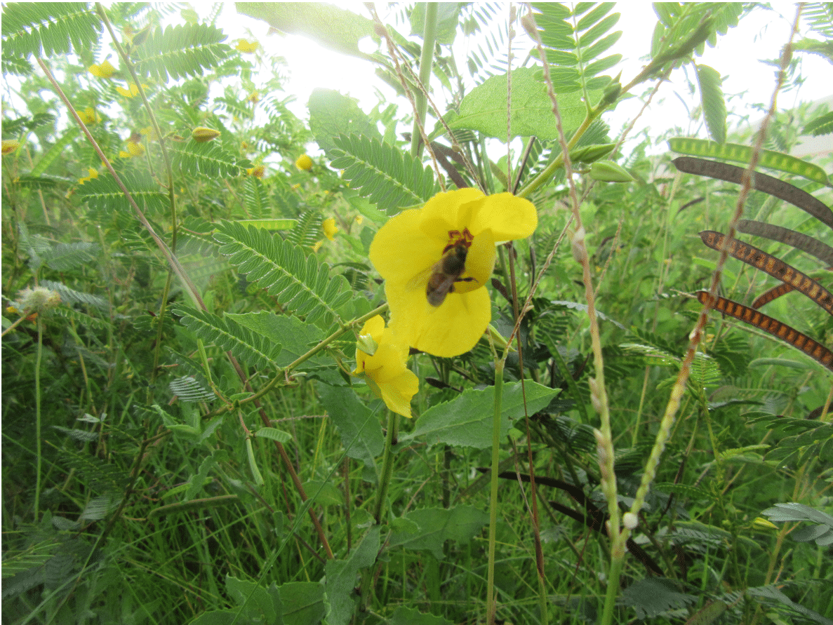 A honey bee visits a partridge pea flower
