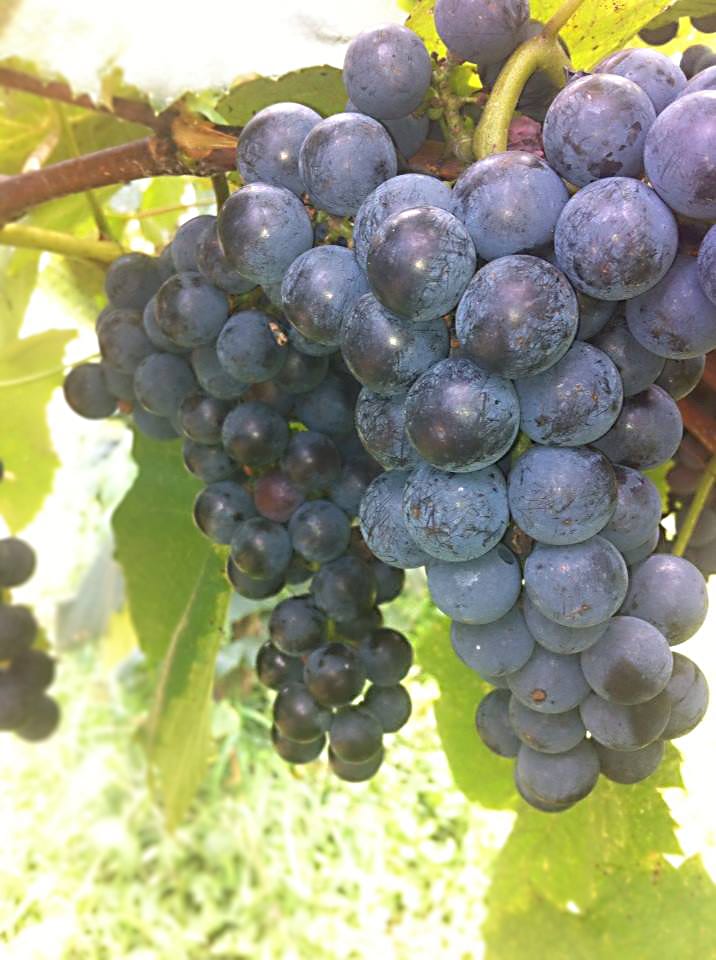 Unsprayed Carman grapes