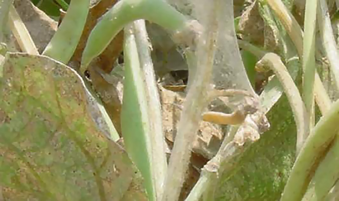 Characteristic webbing that is the telltale sign of spider mite infestation.