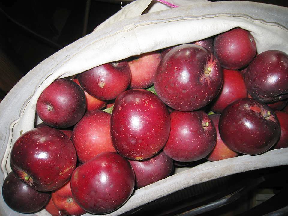 Arkansas Black apples