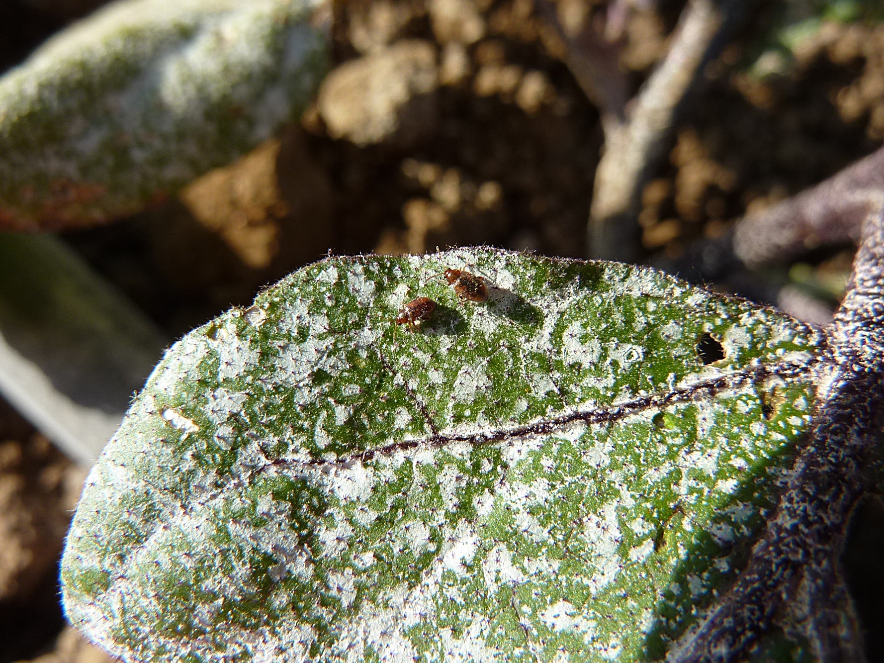 kaolin coated leaf