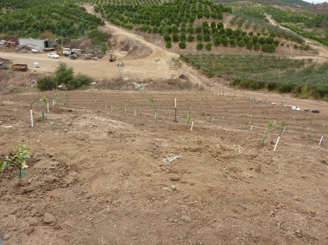 orchard on slope