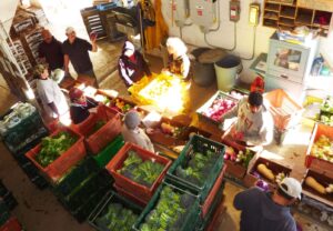 CSA packing line