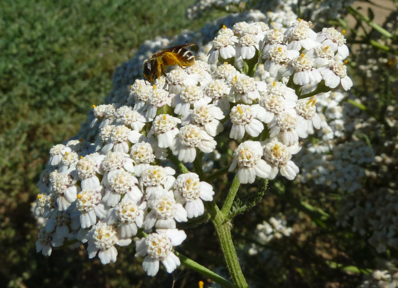 Closeup of native bee on yarrow