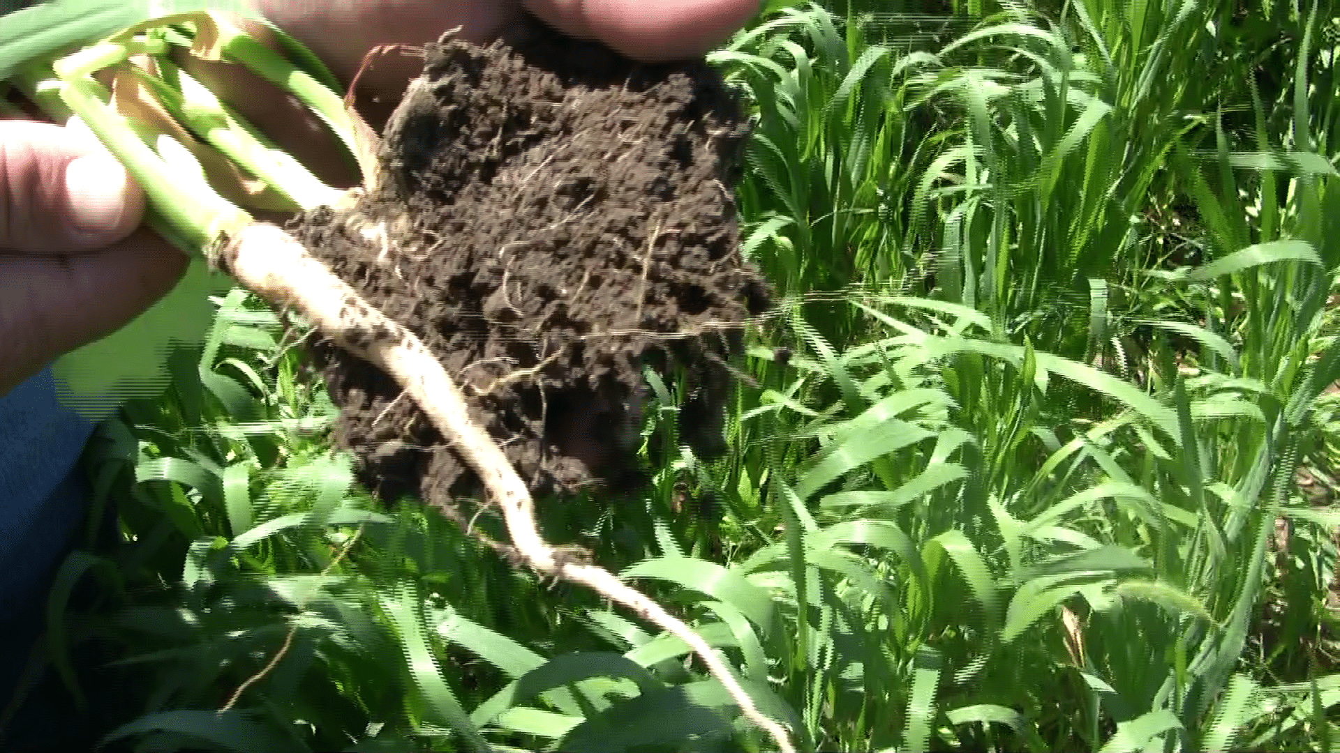 The shape of this radish root indicates the plow layer.
