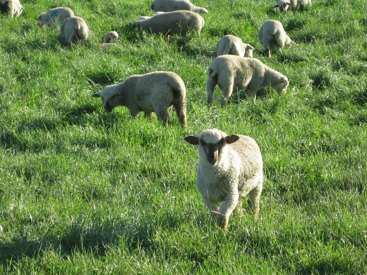 sheep