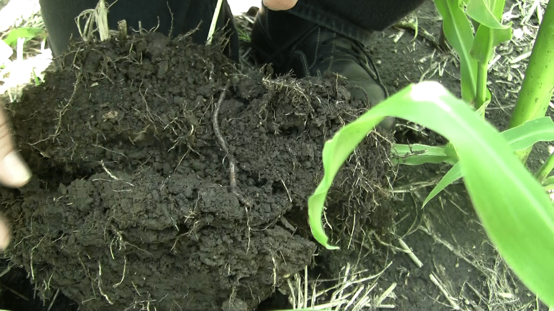 No-till soil structure with good aggregation