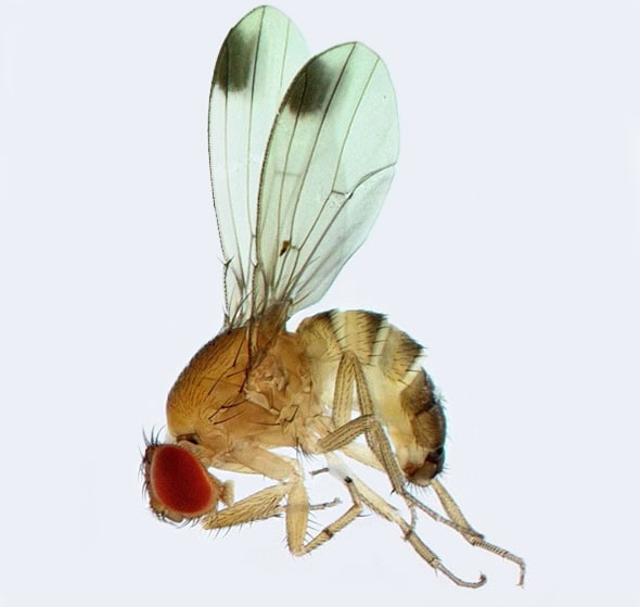 spotted wing drosophila