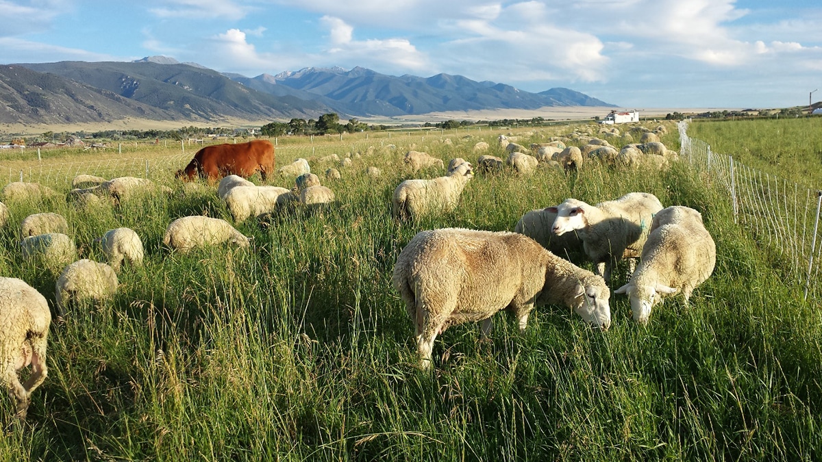 tall-grass grazing