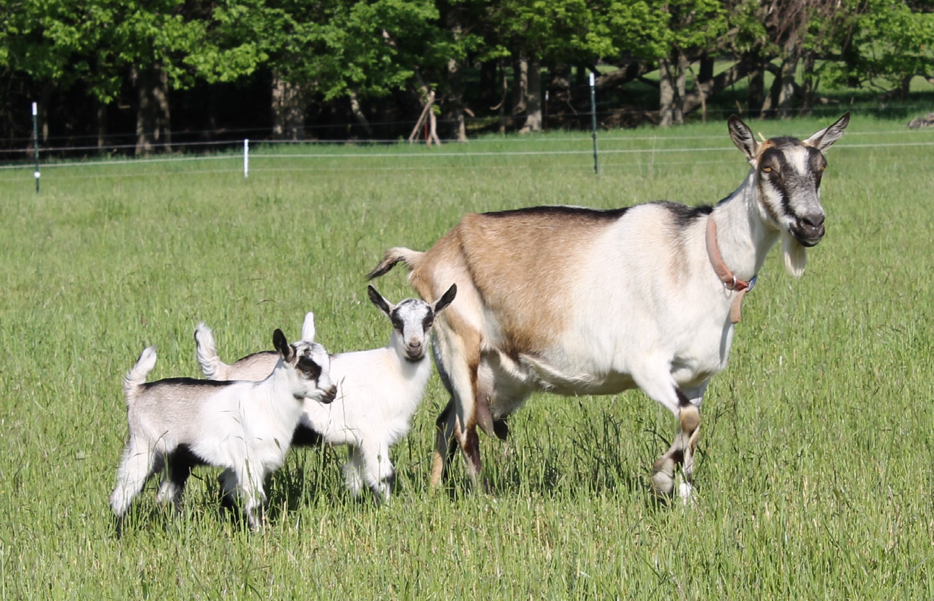 dairy goat with offspring on pasture