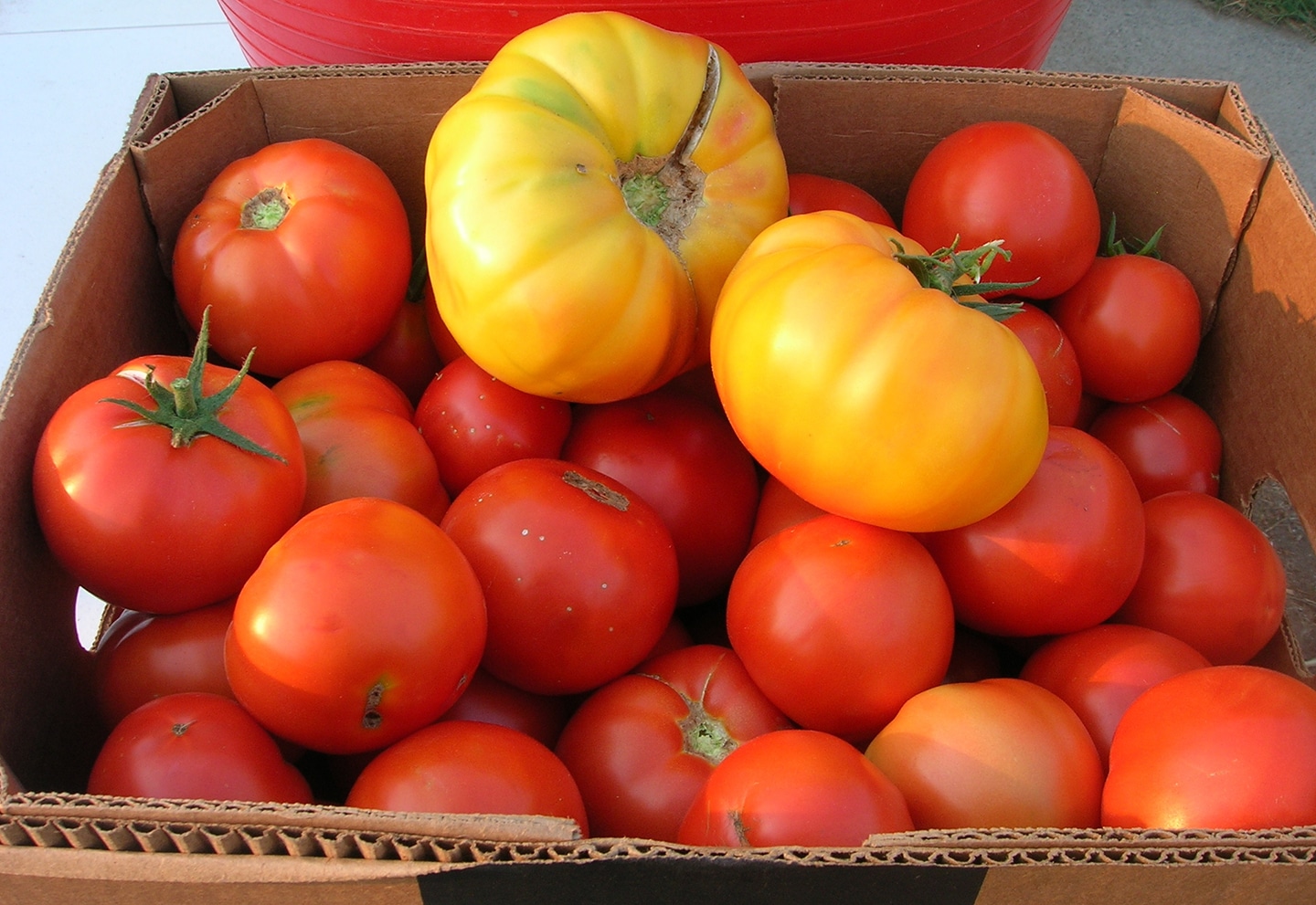 Colorful red and yellow organic tomatoes
