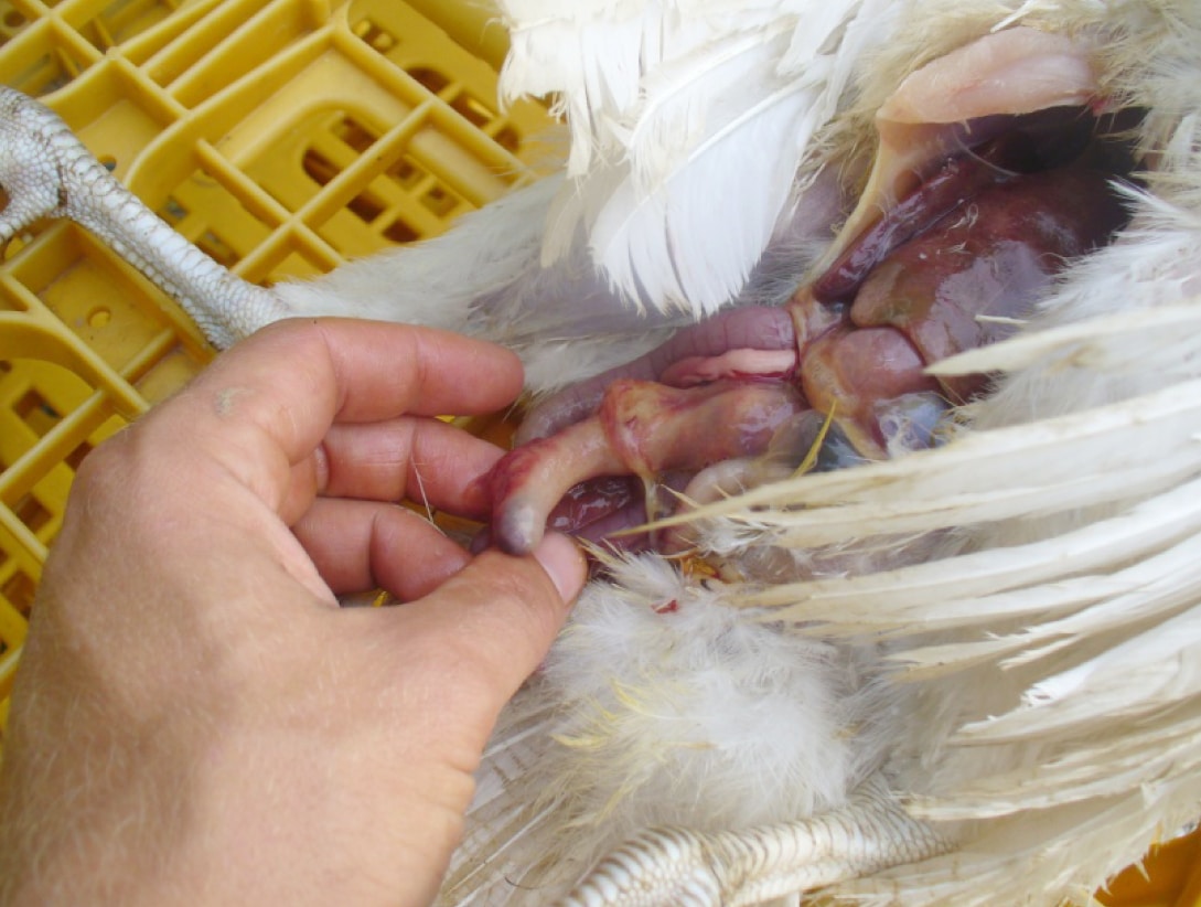 Enlarged cecum fi lled with yellowish necrotic tissue in a Blackhead infected turkey