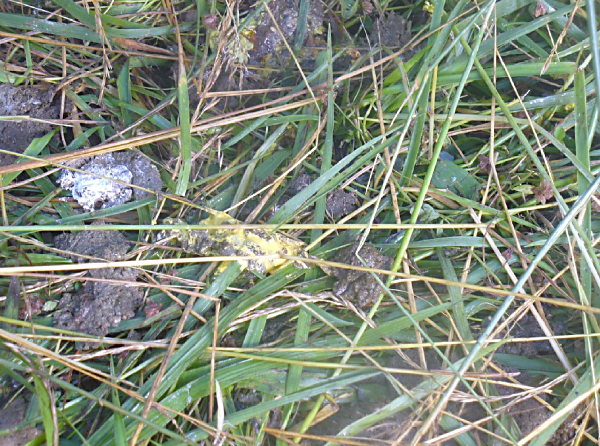 Regular (on left) and Blackhead-infected (right) turkey droppings.