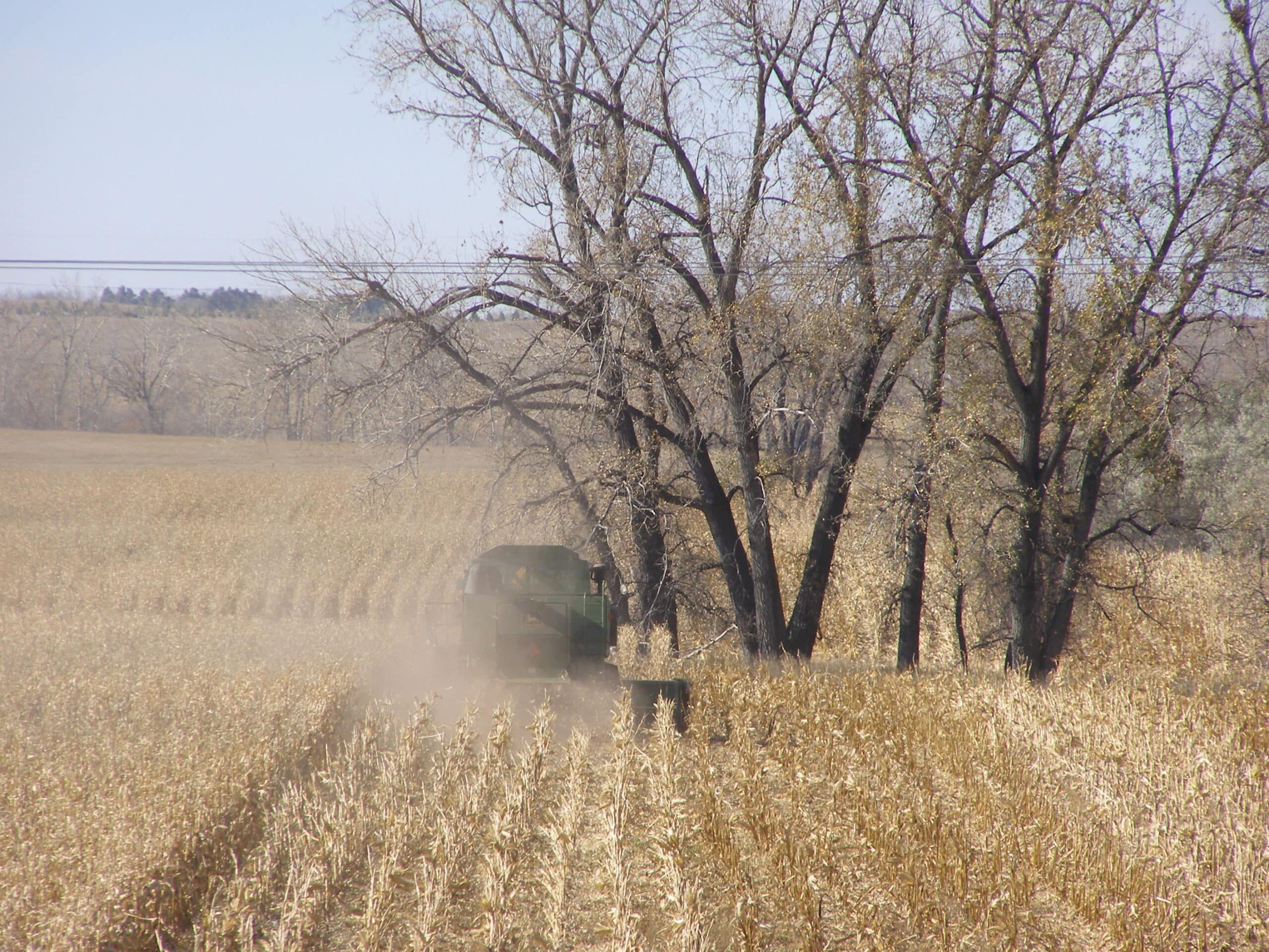 Weed pressure in spring 2008.