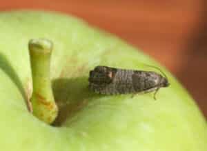 codling moth