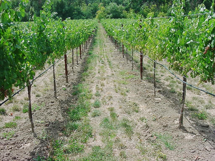 grasses in a vineyard alley