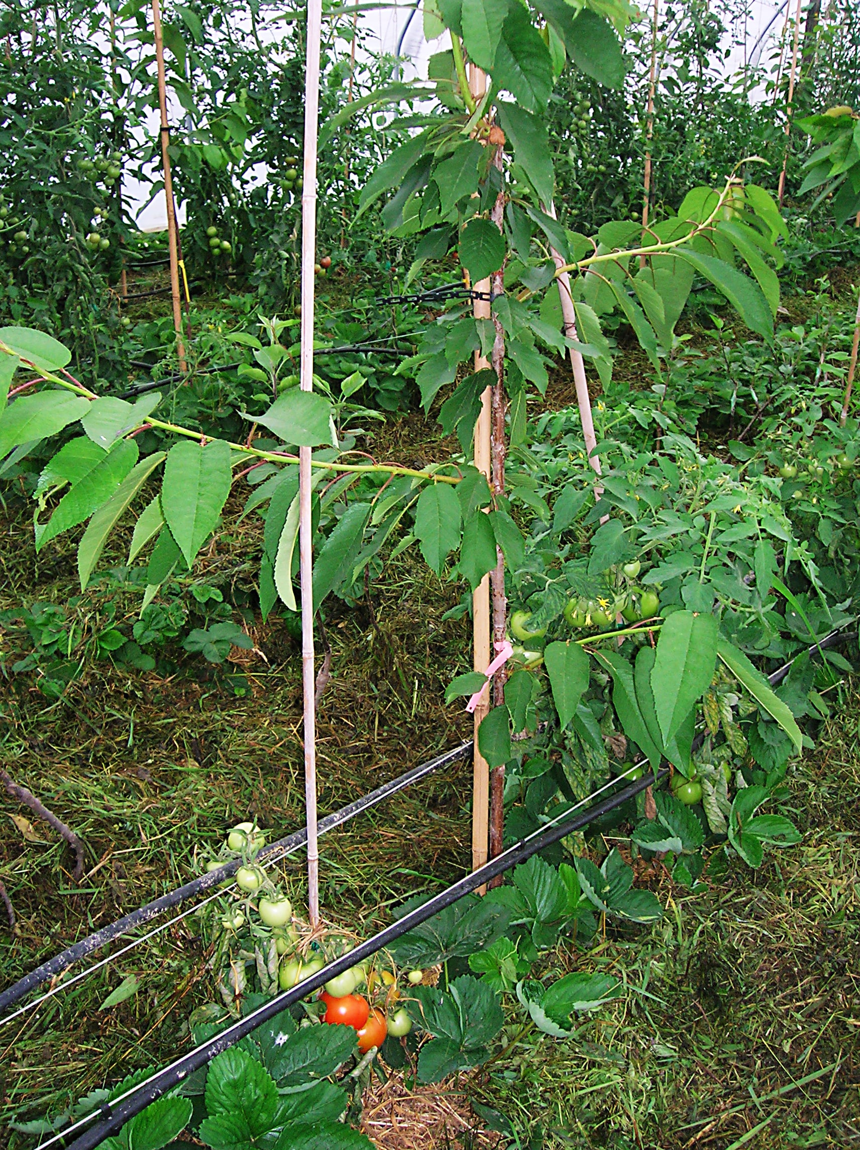 Weed control in ground culture systems. Hoch Orchards mulches with grass from mowing its orchards in its hoophouse that grows cold-sensitive fruit.