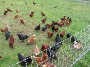 chicken flock