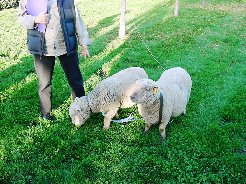 pygmy sheep