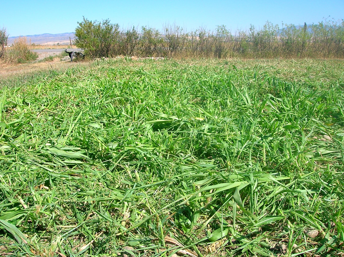 Weed-eaten sorghum-sudan grass at the author’s farm.