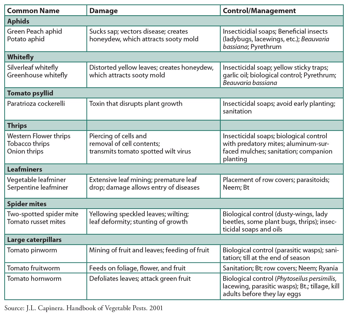 Appendix 2: Major Insects that Attack Tomatoes and Their Control
