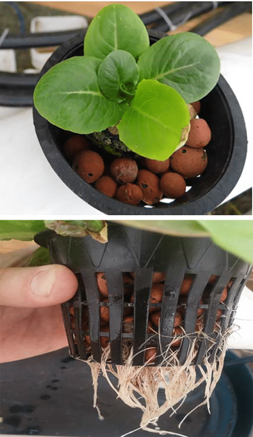 Basil in a hydroponics system