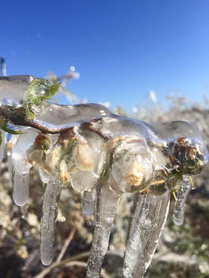 Blueberry flowers under a protective layer of ice provided by overhead sprinklers.
