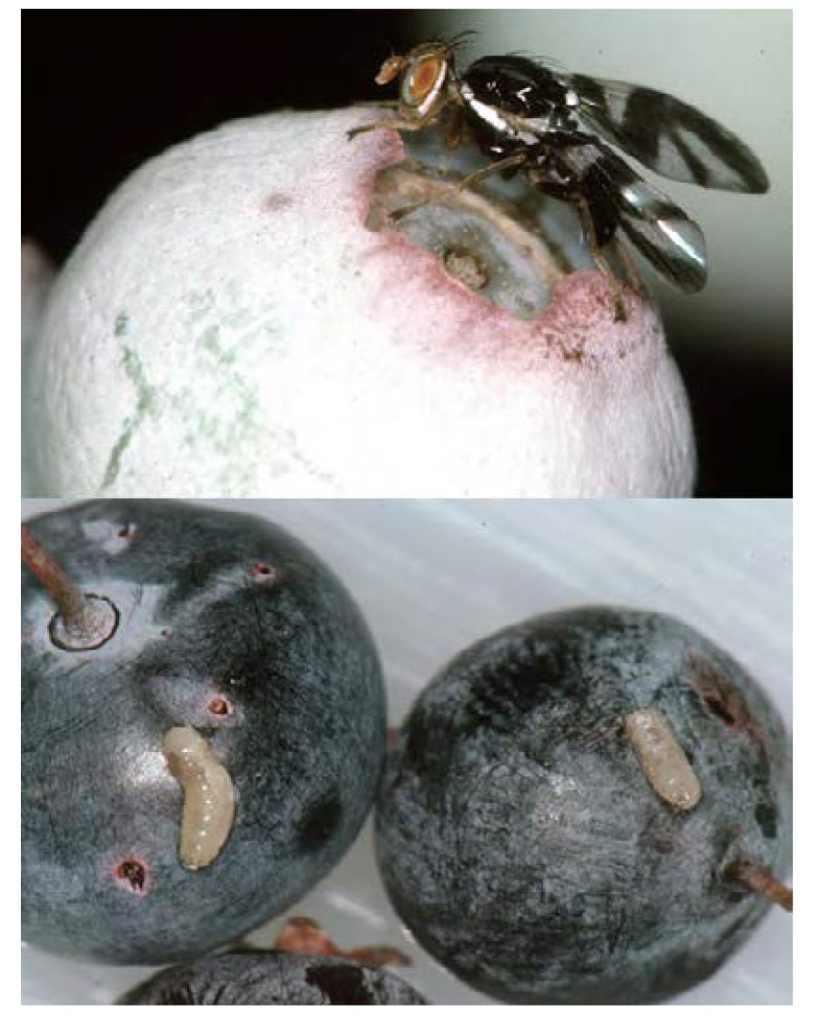 Blueberry maggots on fruit (adult fly, top; maggots, bottom).