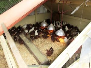 brooder
