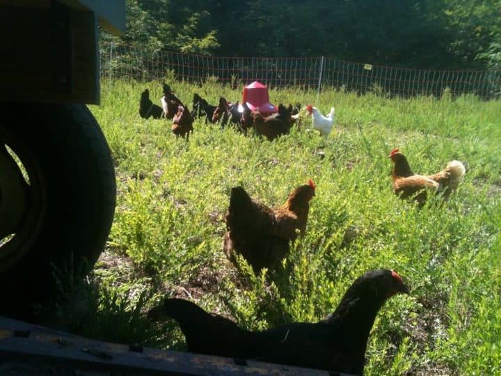 Chickens in a field