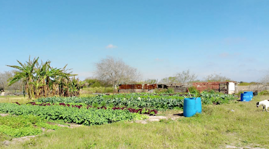 a farmscape in a hot climate