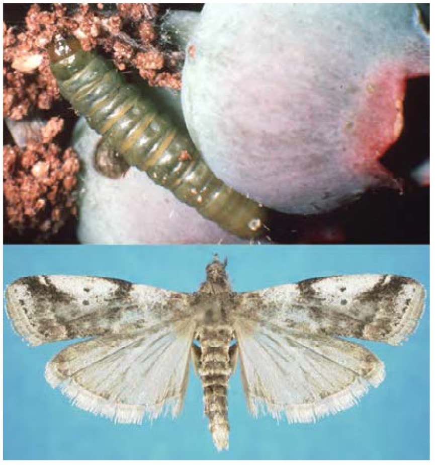 Cranberry fruitworm larva (top). Photo: Natasha Wright, Bugwood.org; Cranberry fruitworm moth (bottom).
