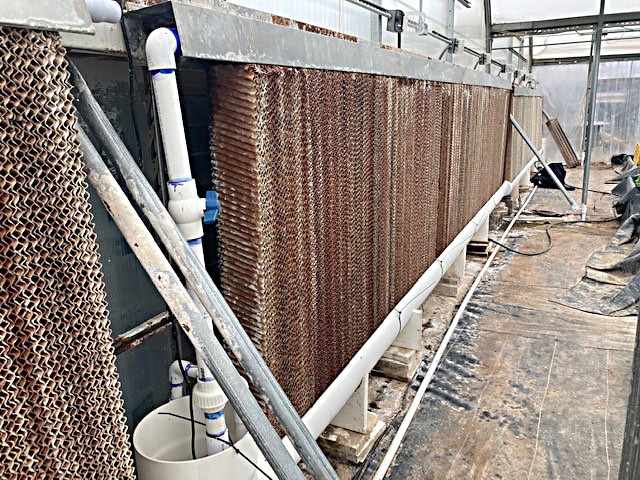This evaporative greenhouse cooler’s paper-like mat absorbs and evaporates wateralong one end wall of the greenhouse.
