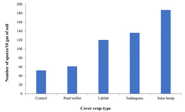 Figure number of mycorrhizal spores per 10 grams of soil under each cover crop