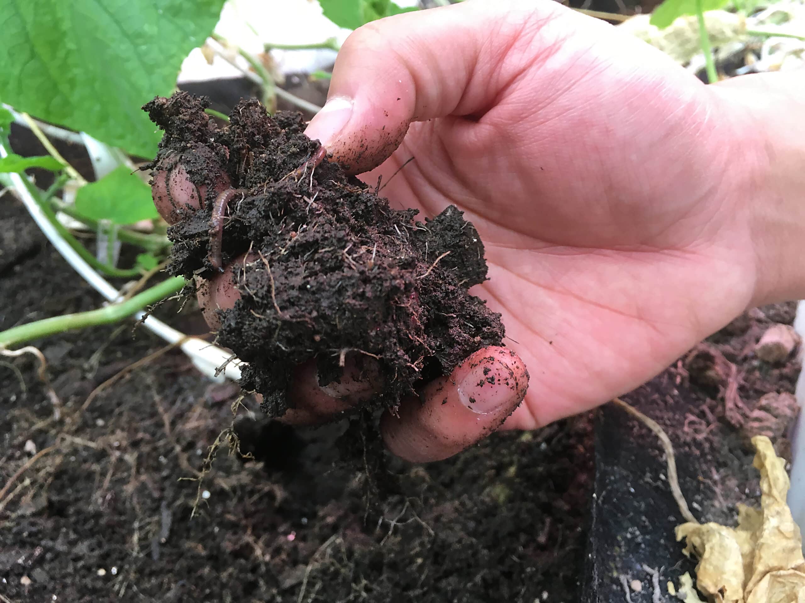 The Five College Farms greenhouse soil.