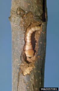 borer burrowing under bark