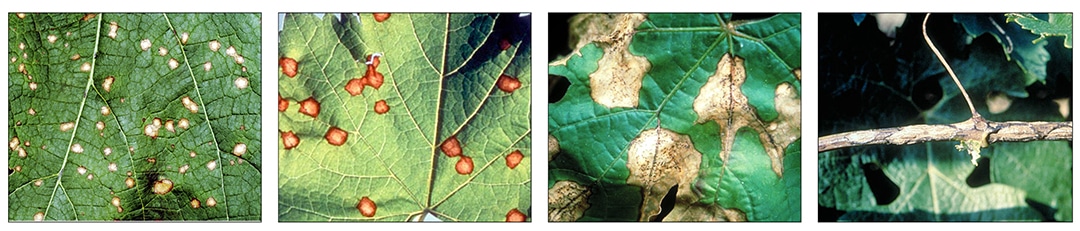 images of black rot
