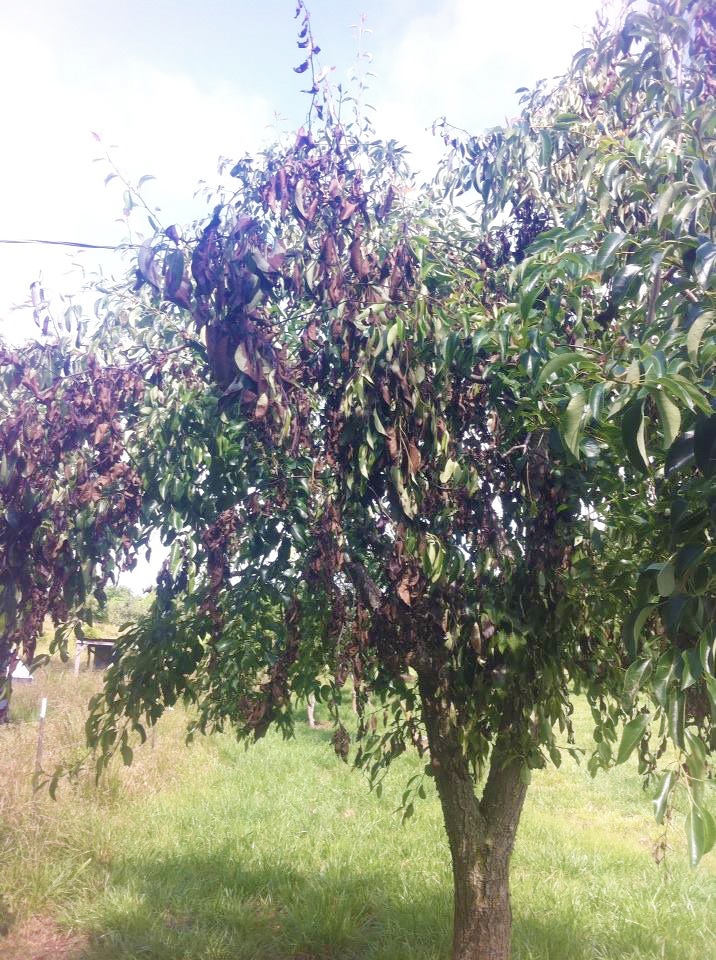 Fire blight on Surecrop pear tree