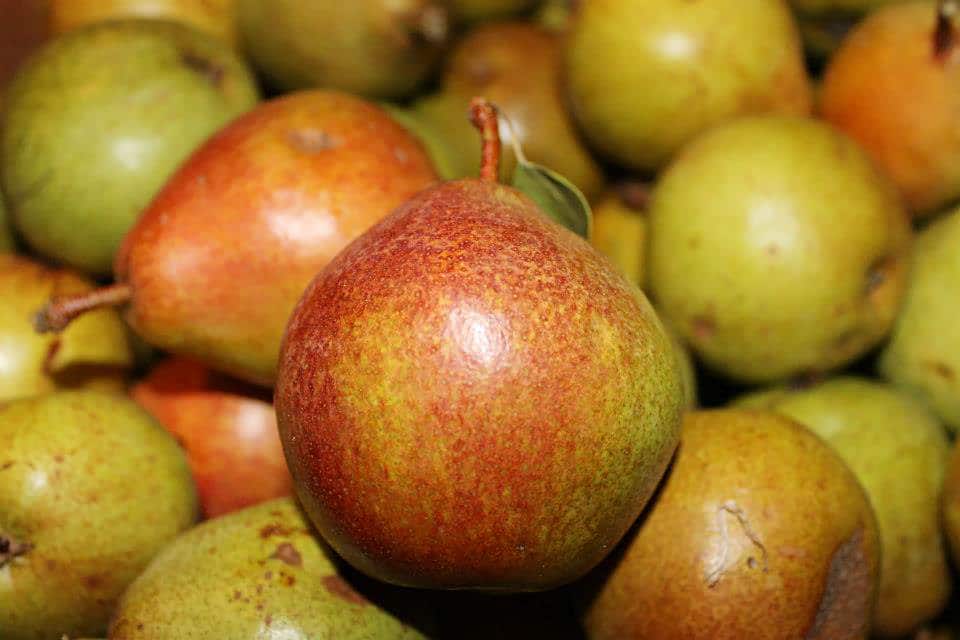 Magness pear